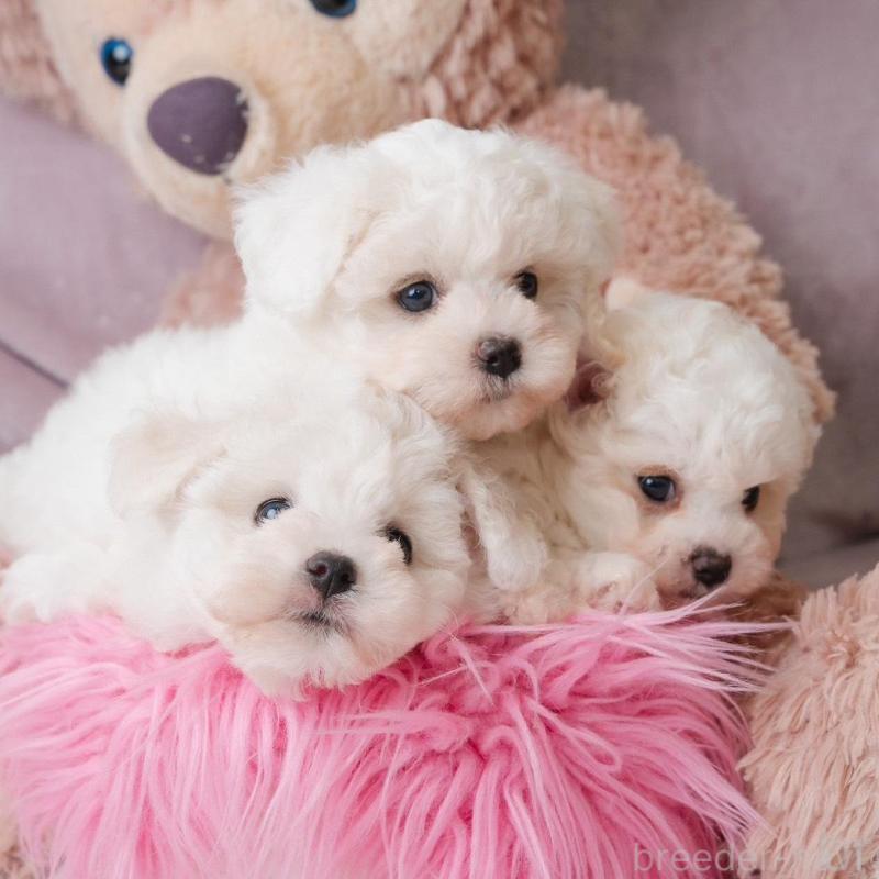 販売中の静岡県のビションフリーゼ-425690の7枚目