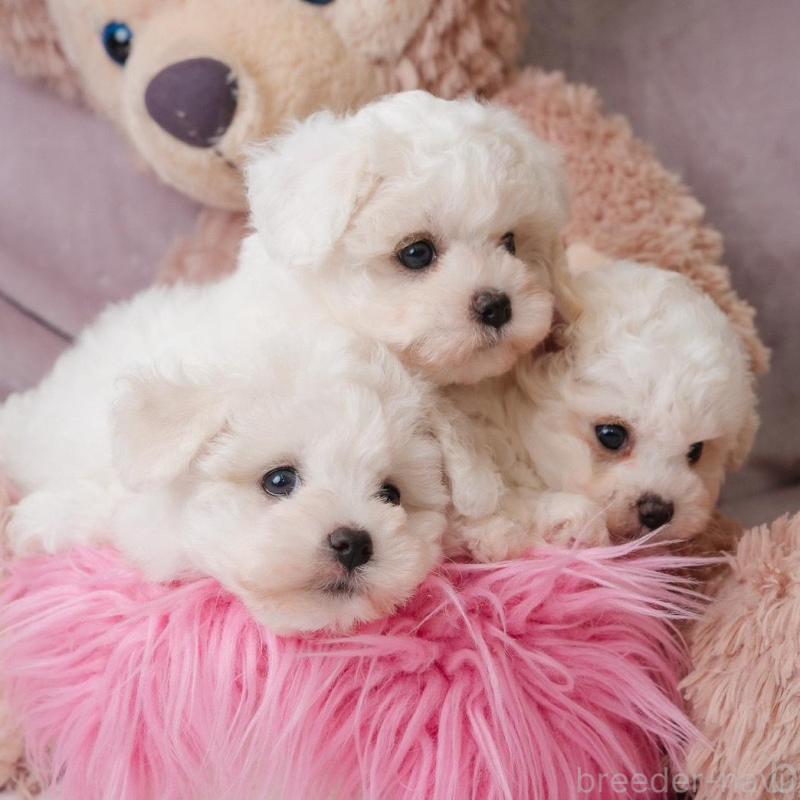 販売中の静岡県のビションフリーゼ-425690の6枚目