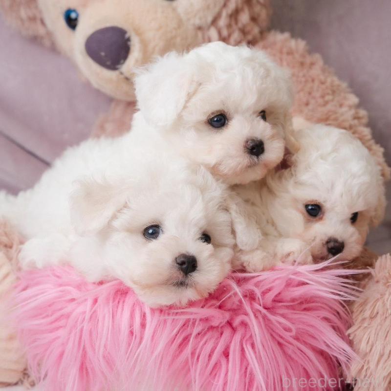 販売中の静岡県のビションフリーゼ-425690の1枚目