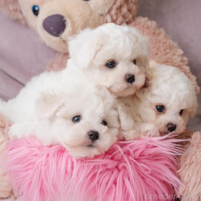 販売中の静岡県のビションフリーゼ-425690の5枚目