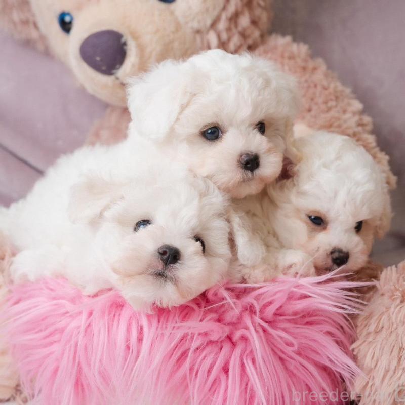 販売中の静岡県のビションフリーゼ-425690の4枚目