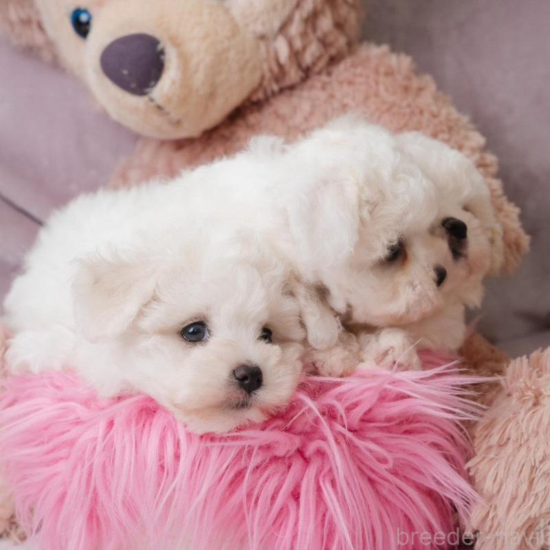 販売中の静岡県のビションフリーゼ-425690の3枚目