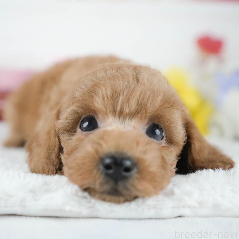 販売中の茨城県のトイプードル-425814