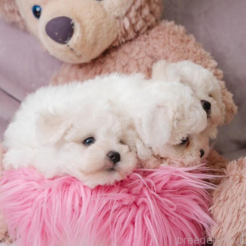 販売中の静岡県のビションフリーゼ-425690の2枚目