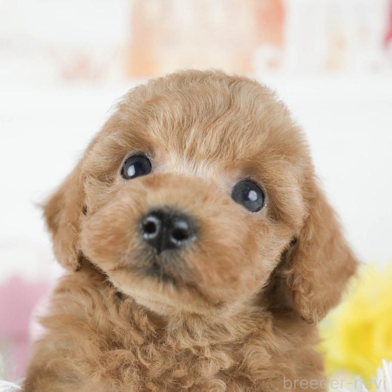 販売中の茨城県のトイプードル-425814の8枚目