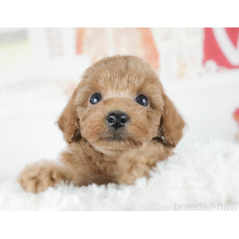 販売中の茨城県のトイプードル-425814の7枚目