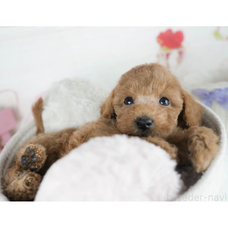 販売中の茨城県のトイプードル-425814の6枚目