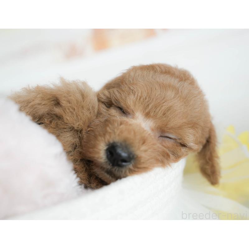 販売中の茨城県のトイプードル-425814の5枚目