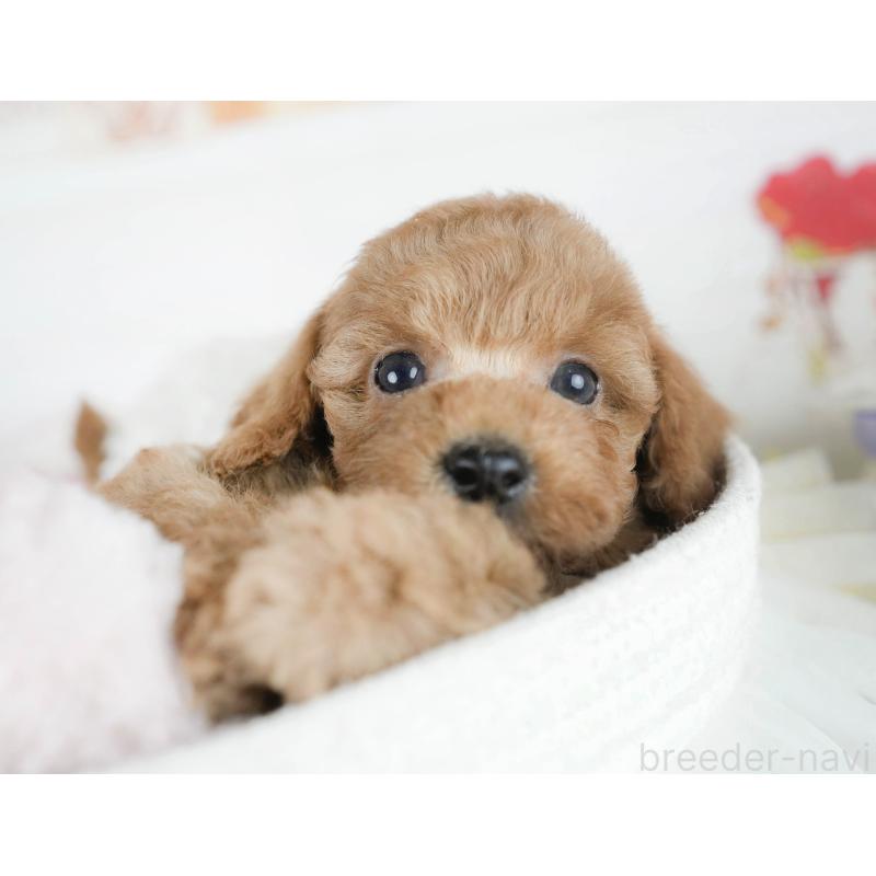 販売中の茨城県のトイプードル-425814の4枚目