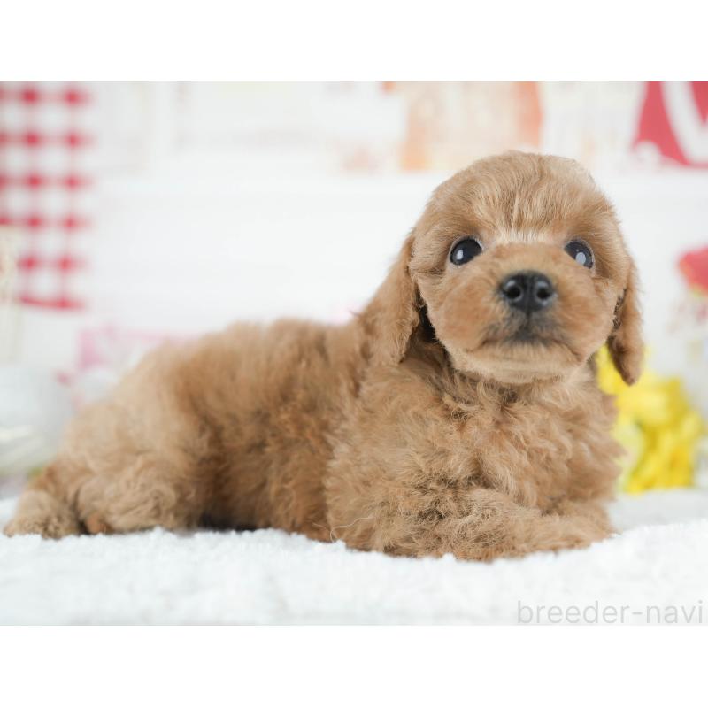 販売中の茨城県のトイプードル-425814の3枚目