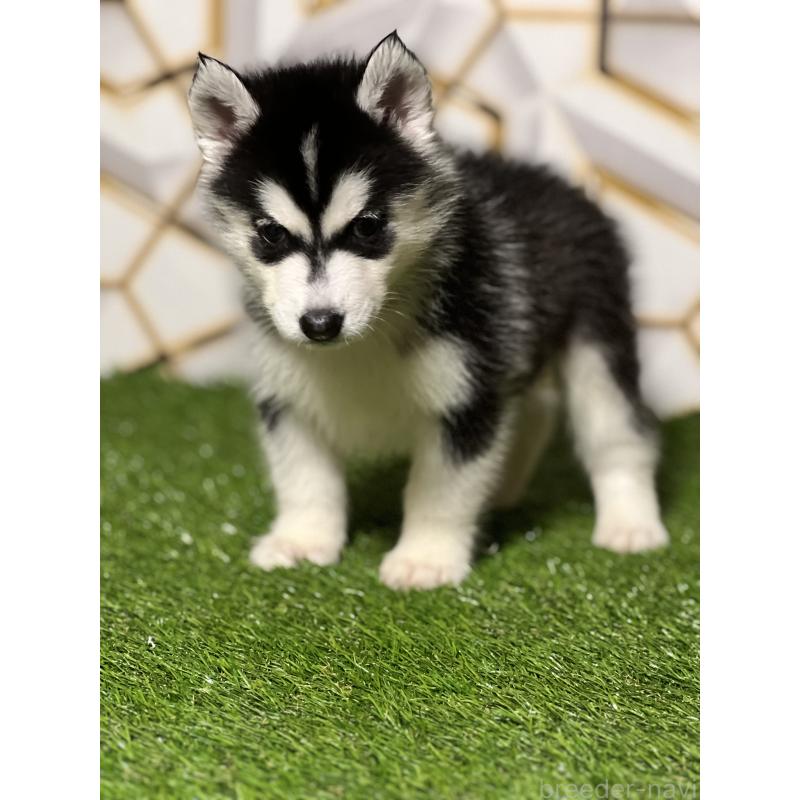 販売中の静岡県のシベリアンハスキー-425692の8枚目