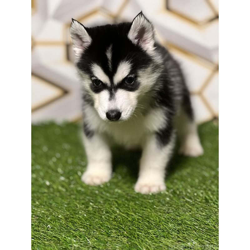 販売中の静岡県のシベリアンハスキー-425692の7枚目