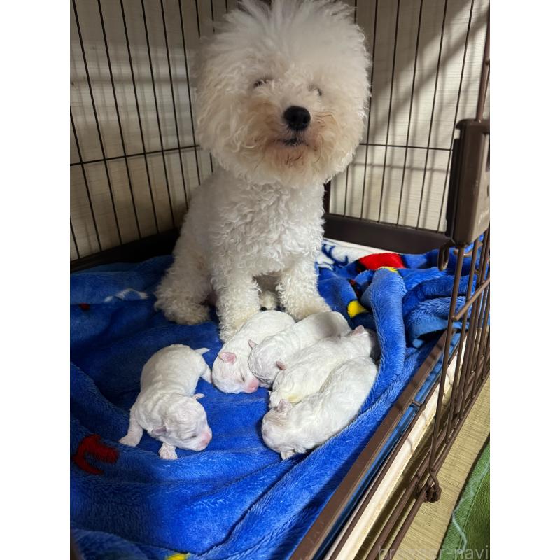 販売中の徳島県のビションフリーゼ-425688の2枚目