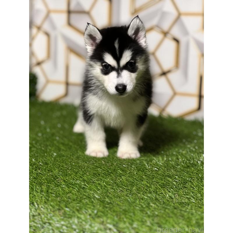 販売中の静岡県のシベリアンハスキー-425692の6枚目