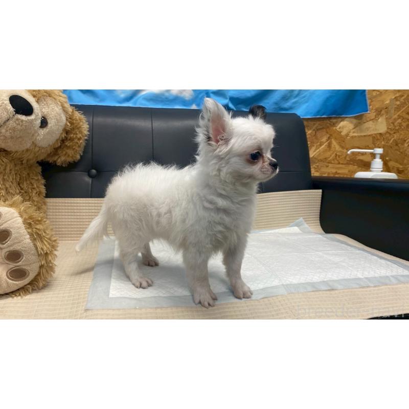 販売中の兵庫県のチワワ(ロングコート)-425693の7枚目