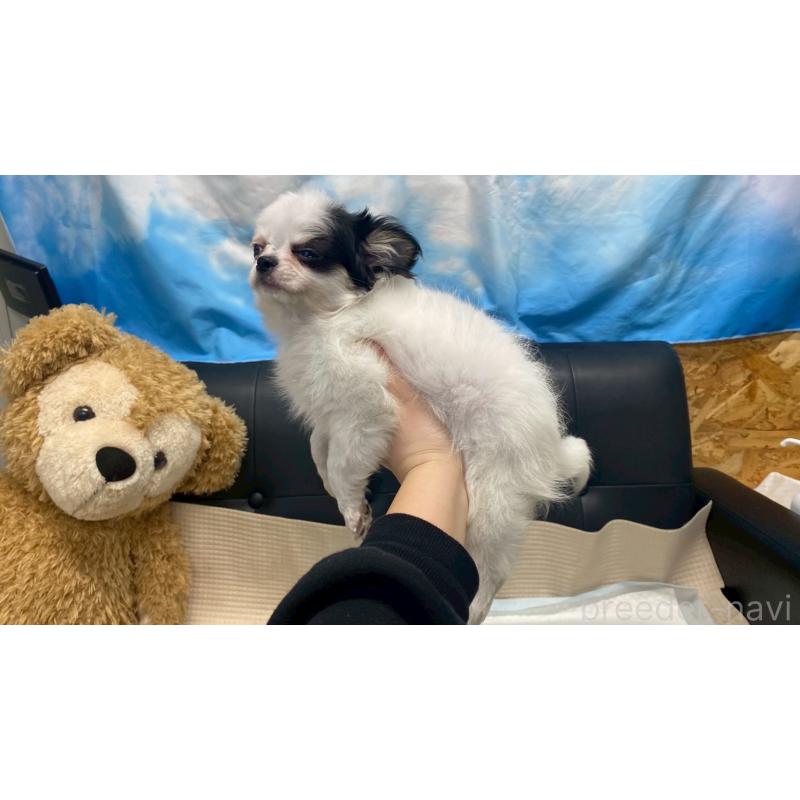 販売中の兵庫県のチワワ(ロングコート)-425693の5枚目