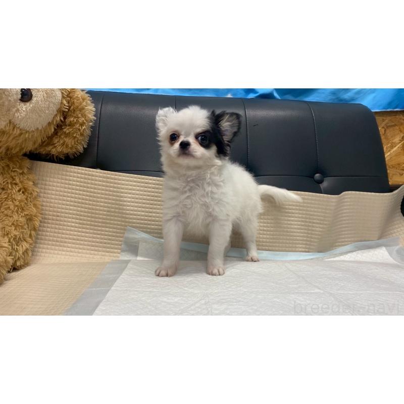 販売中の兵庫県のチワワ(ロングコート)-425693の4枚目