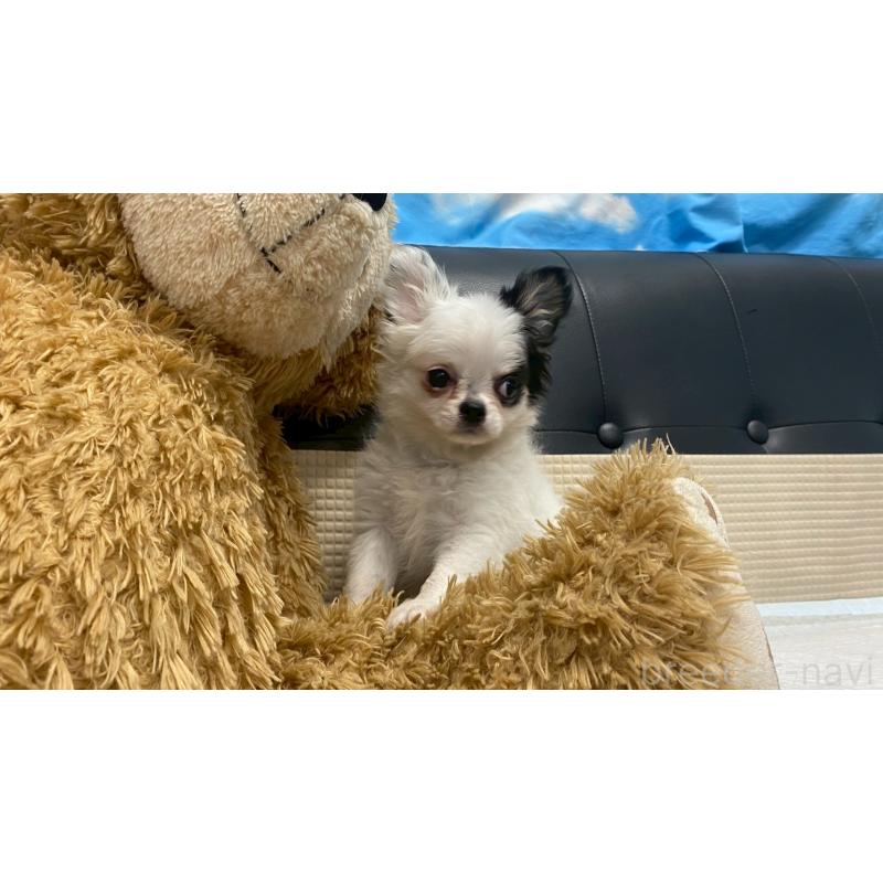 販売中の兵庫県のチワワ(ロングコート)-425693の3枚目