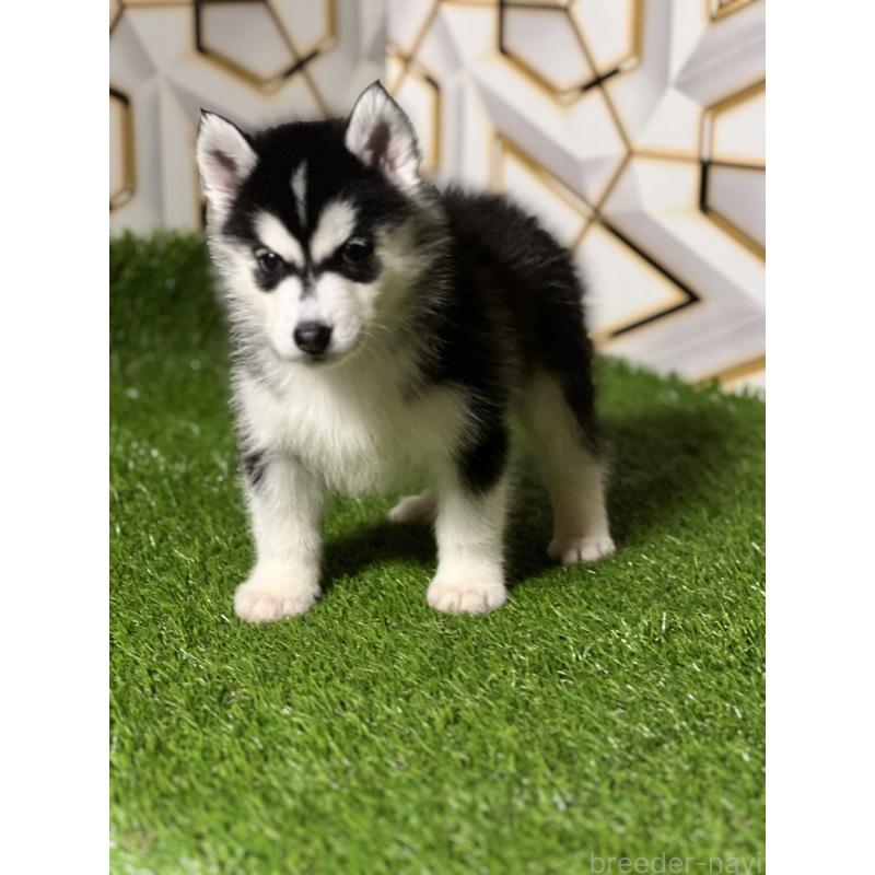 販売中の静岡県のシベリアンハスキー-425692の5枚目
