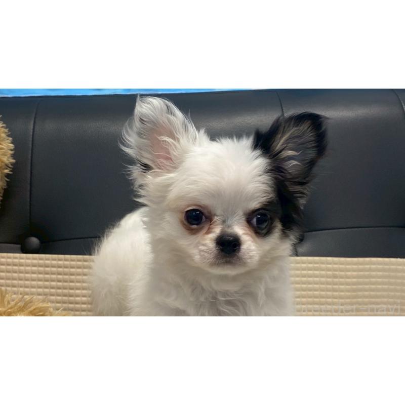 販売中の兵庫県のチワワ(ロングコート)-425693の2枚目