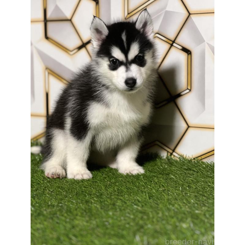 販売中の静岡県のシベリアンハスキー-425692の4枚目