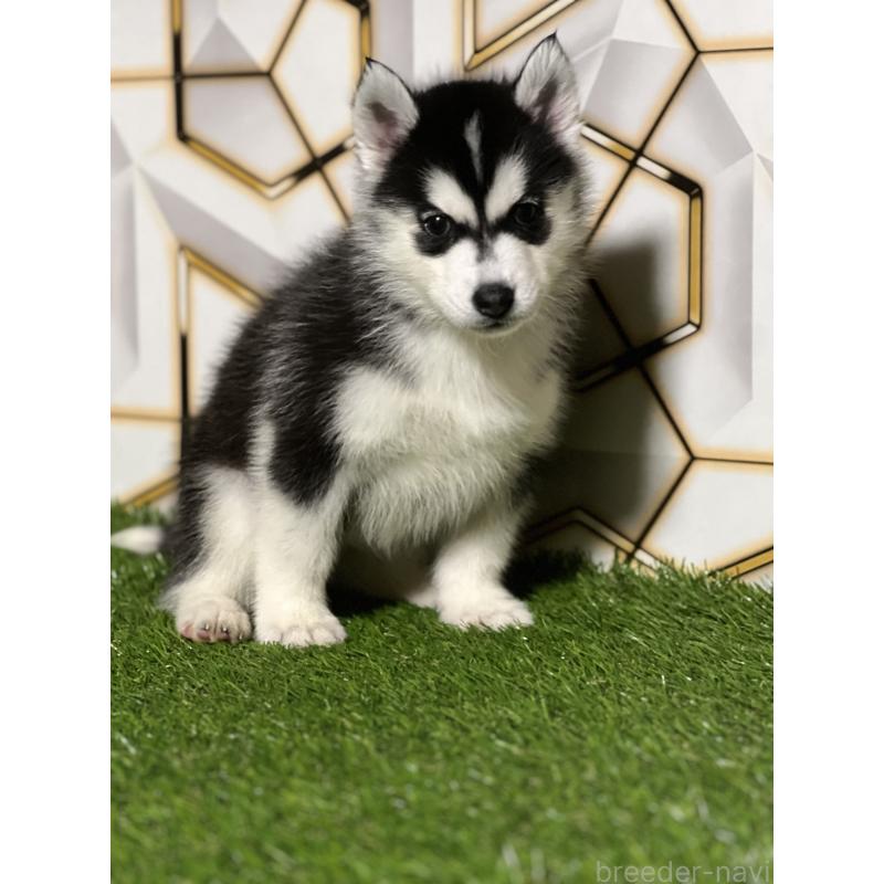 販売中の静岡県のシベリアンハスキー-425692の3枚目