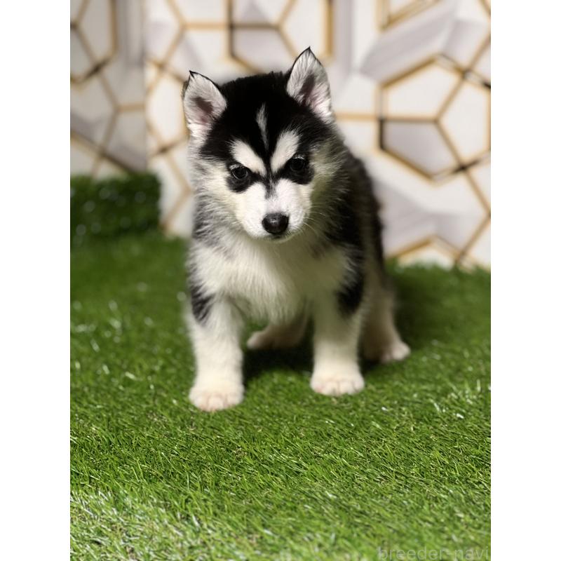 販売中の静岡県のシベリアンハスキー-425692の2枚目