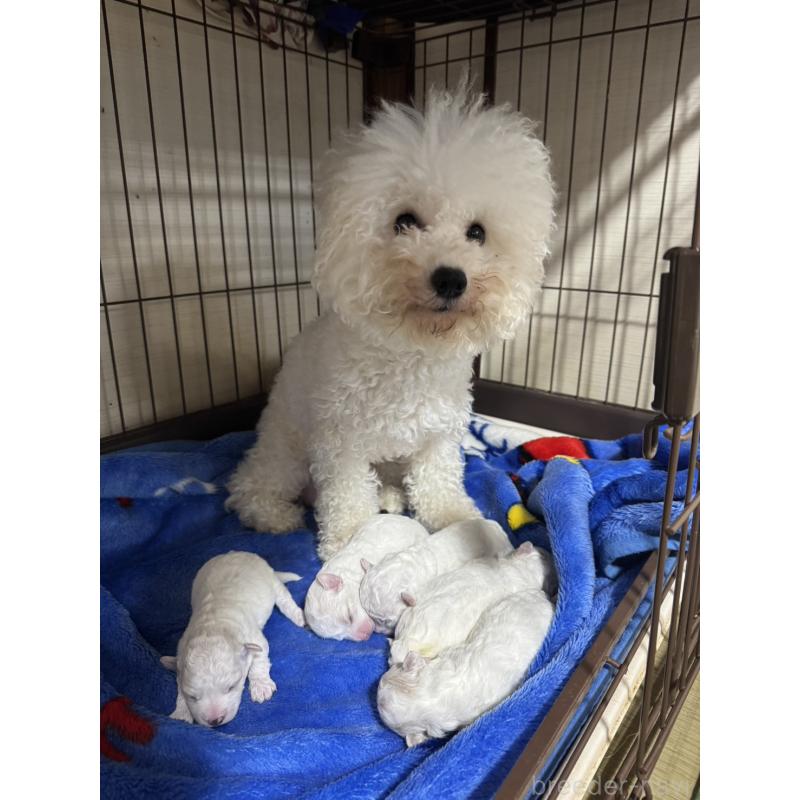 販売中の徳島県のビションフリーゼ-425691