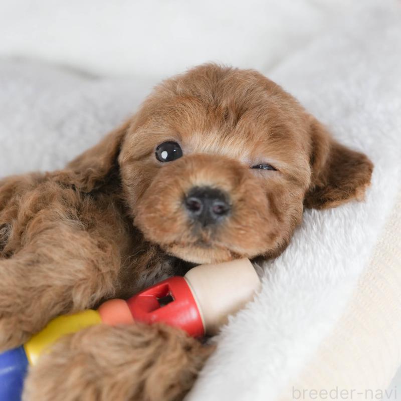 販売中の茨城県のトイプードル-425813