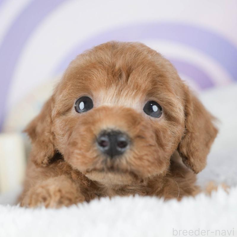 販売中の茨城県のトイプードル-425813の8枚目