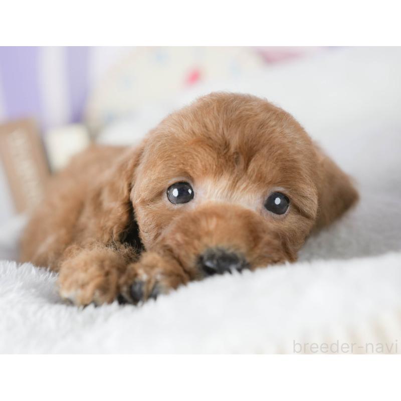 販売中の茨城県のトイプードル-425813の7枚目