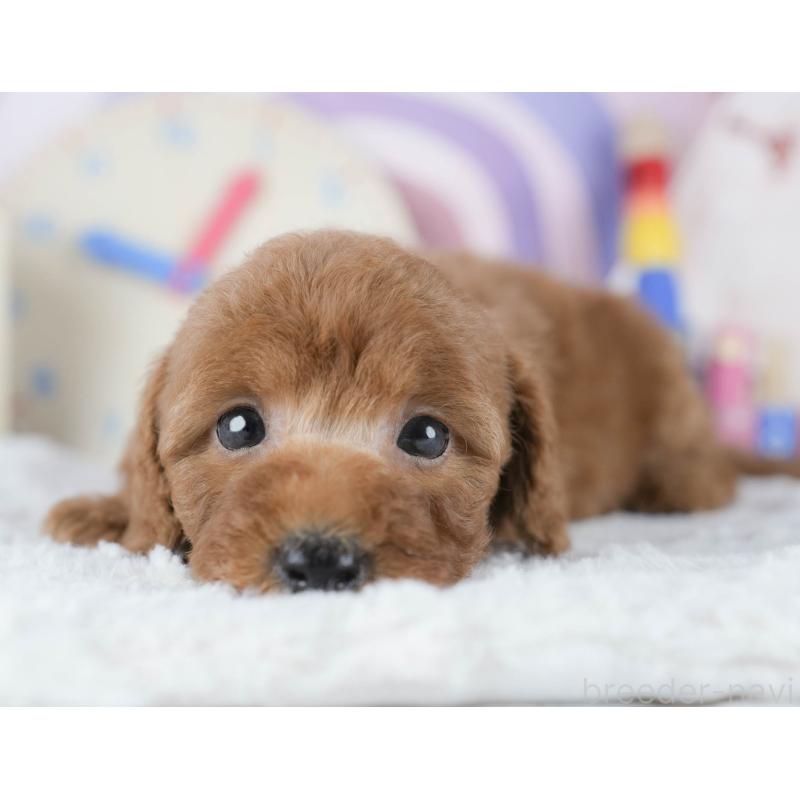 販売中の茨城県のトイプードル-425813の6枚目