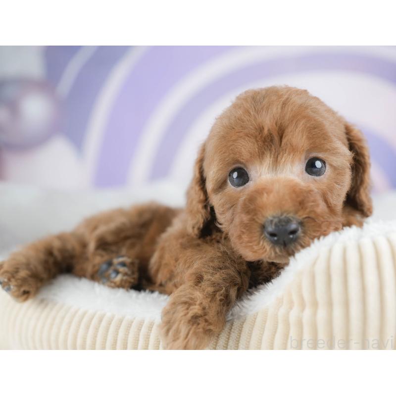 販売中の茨城県のトイプードル-425813の5枚目