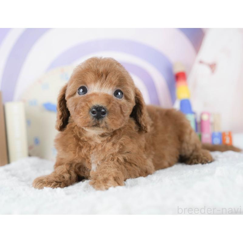 販売中の茨城県のトイプードル-425813の4枚目