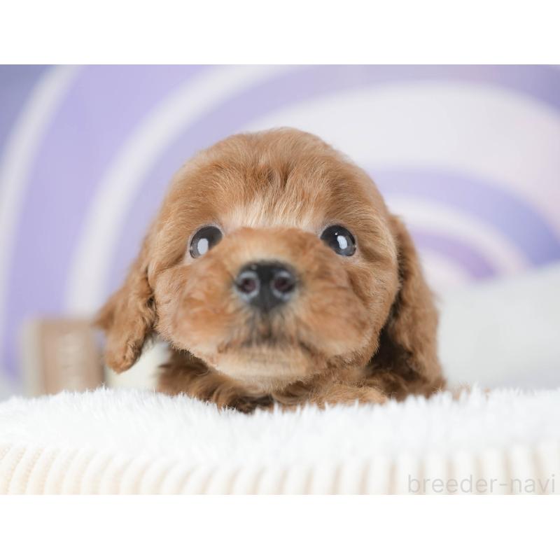 販売中の茨城県のトイプードル-425813の3枚目