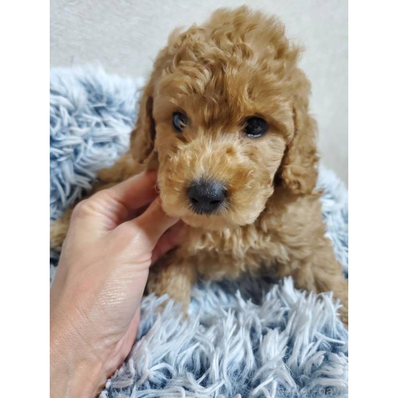 販売中の埼玉県のトイプードル-425696の5枚目