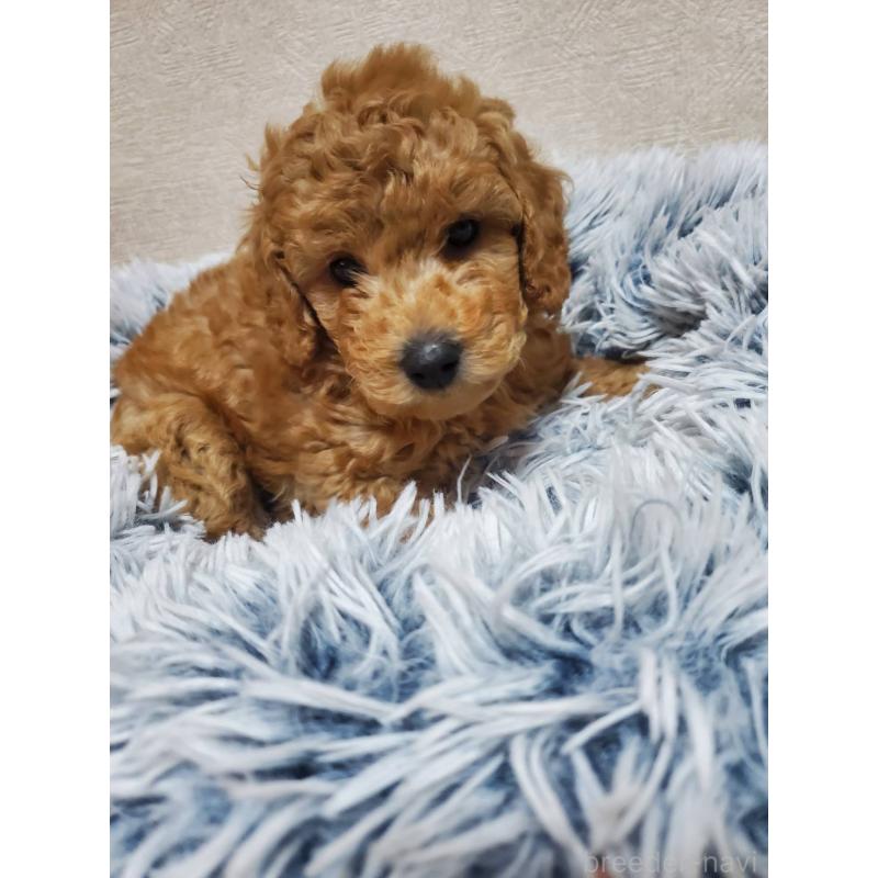 販売中の埼玉県のトイプードル-425696の4枚目