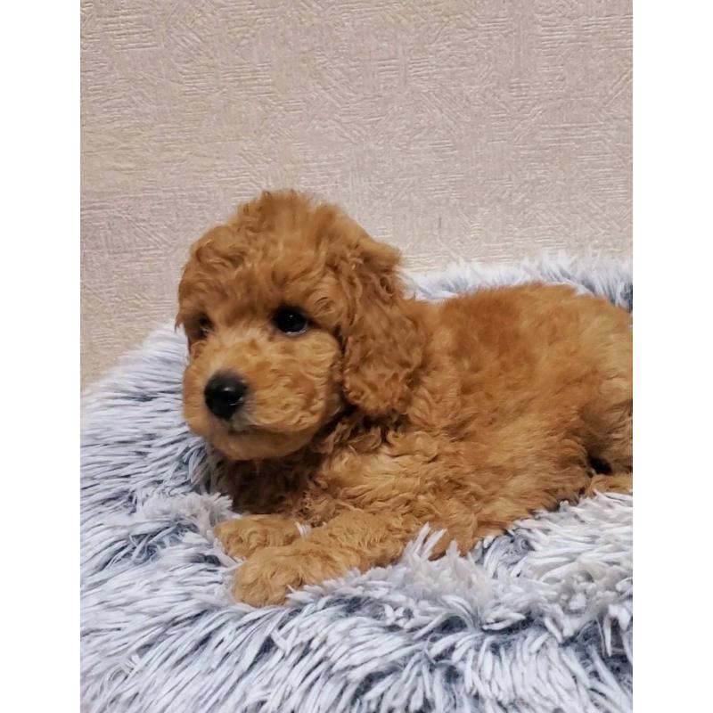 販売中の埼玉県のトイプードル-425696の3枚目