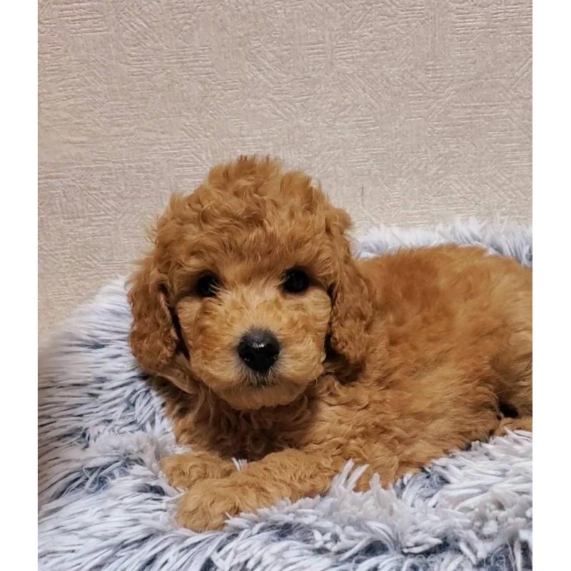 販売中の埼玉県のトイプードル-425696の2枚目