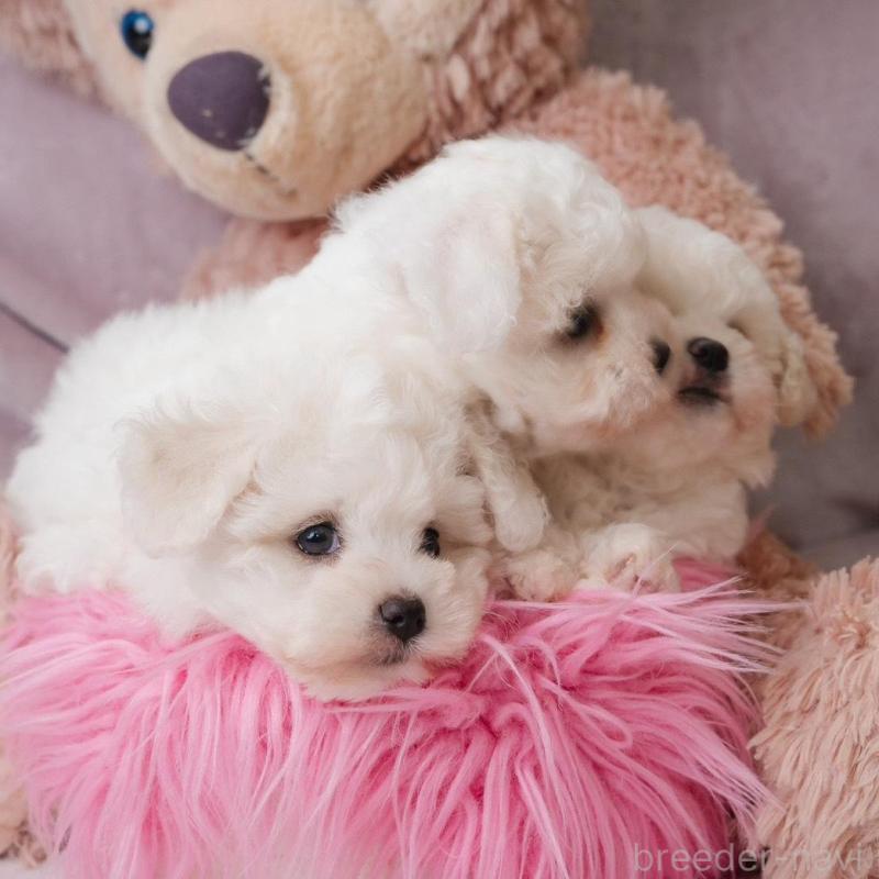 販売中の静岡県のビションフリーゼ-425695の10枚目