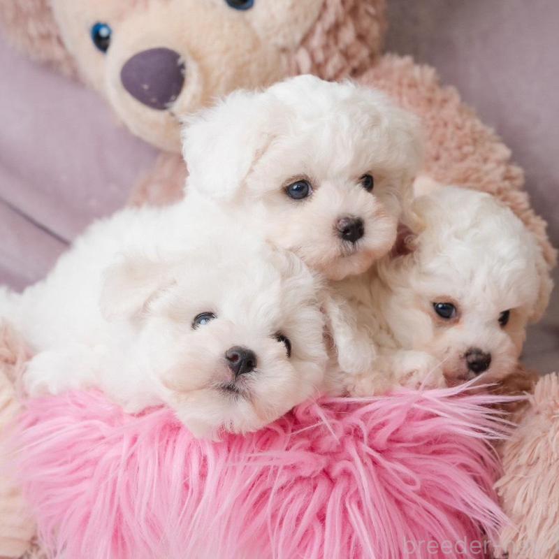 販売中の静岡県のビションフリーゼ-425695の8枚目