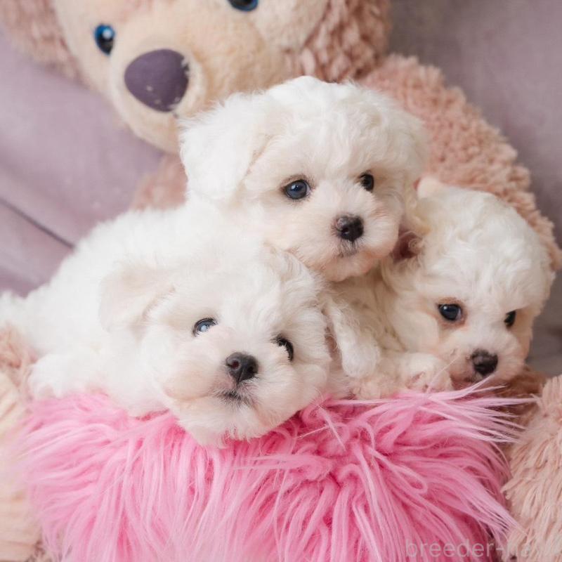 販売中の静岡県のビションフリーゼ-425695の7枚目