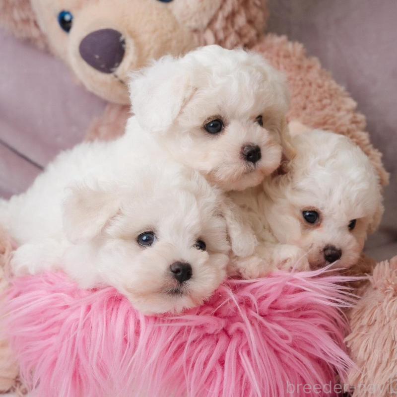 販売中の静岡県のビションフリーゼ-425695の6枚目