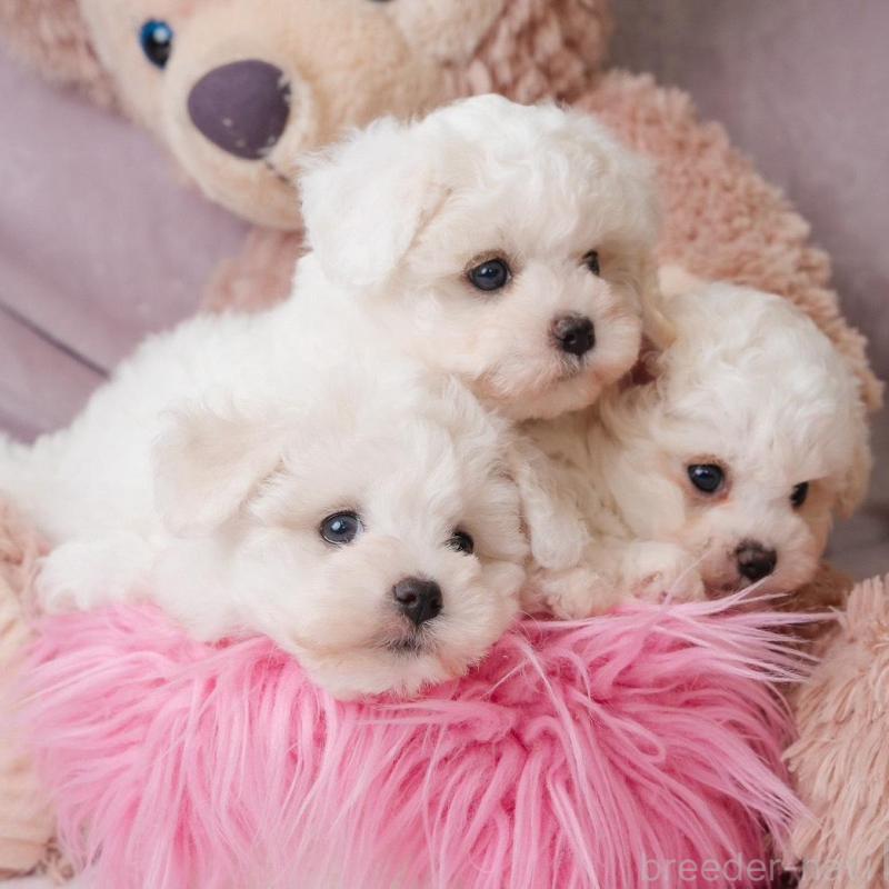 販売中の静岡県のビションフリーゼ-425695の5枚目