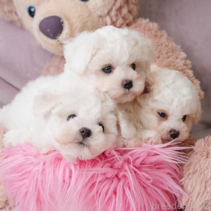 販売中の静岡県のビションフリーゼ-425695の4枚目