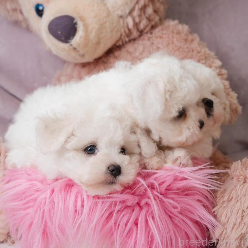 販売中の静岡県のビションフリーゼ-425695の3枚目