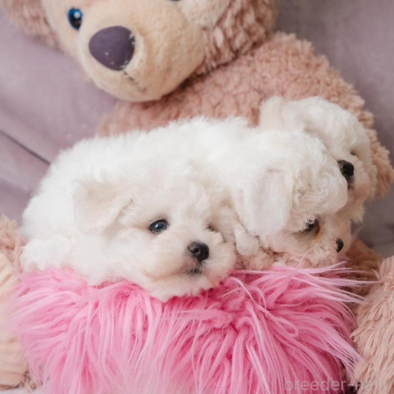 販売中の静岡県のビションフリーゼ-425695の2枚目