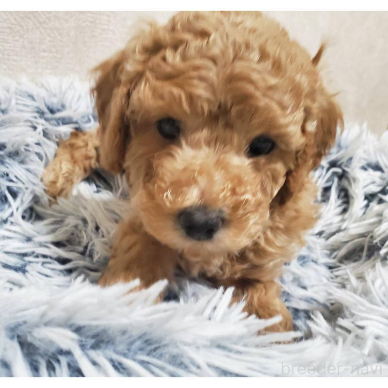 販売中の埼玉県のタイニープードル-425698の4枚目