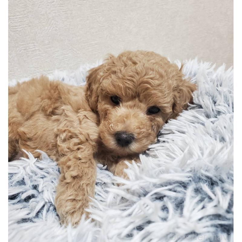 販売中の埼玉県のタイニープードル-425698の3枚目