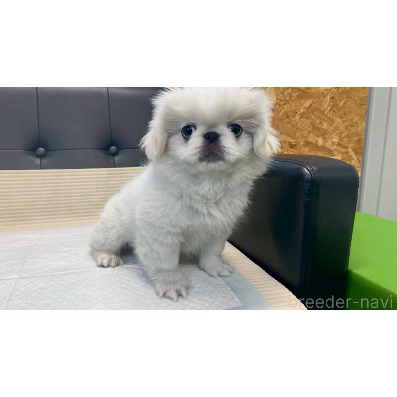 販売中の兵庫県のペキニーズ-425699の15枚目